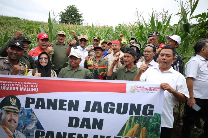 Bupati Kukar Panen Raya Jagung dan Ikan Bersama Kelompok Tani Tri Rukun Maluhu
